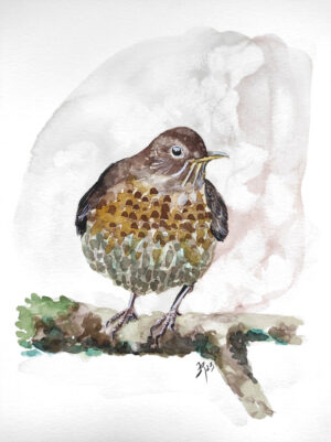 illustration aquarelle merle noir femelle, posé sur une branche