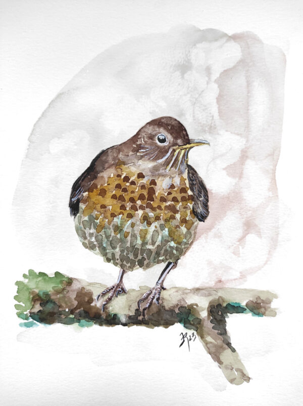 illustration aquarelle merle noir femelle, posé sur une branche