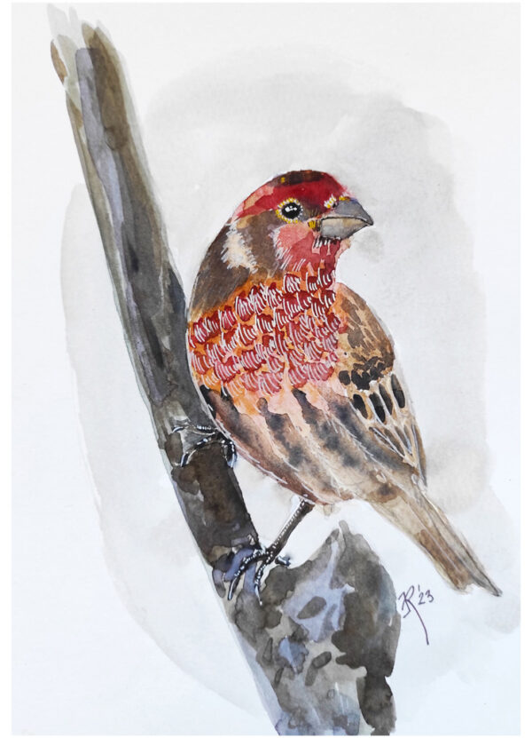 aquarelle d'un oiseau rouge posé sur une branche
